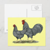 Dominique Chickens Briefkaart (Voorkant / Achterkant)