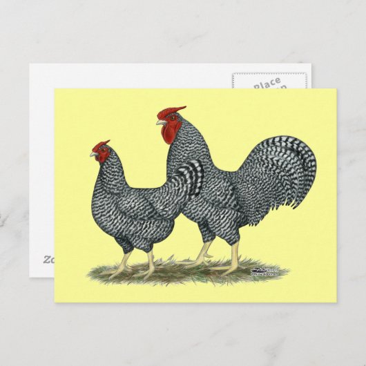 Dominique Chickens Briefkaart (Voorkant / Achterkant)
