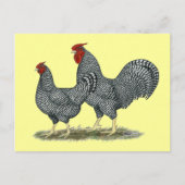 Dominique Chickens Briefkaart (Voorkant)