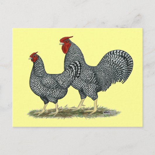 Dominique Chickens Briefkaart (Voorkant)