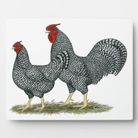 Dominique Chickens Fotoplaat (Voorkant)