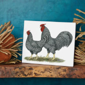 Dominique Chickens Fotoplaat (Zijkant)
