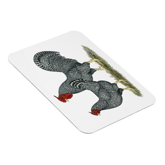 Dominique Chickens Magneet (Rechterzijde)