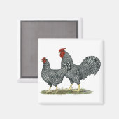 Dominique Chickens Magneet (Voorkant / Achterkant)