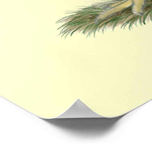 Dominique Chickens Poster (Hoek)