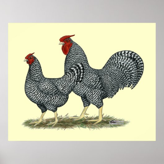 Dominique Chickens Poster (Voorkant)