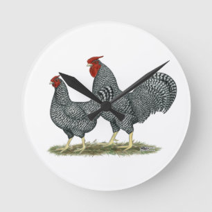 Dominique Chickens Ronde Klok