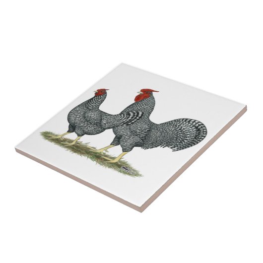 Dominique Chickens Tegeltje (Zijkant)