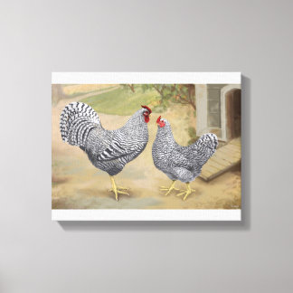 Dominique Rooster en Hen Canvas Afdruk