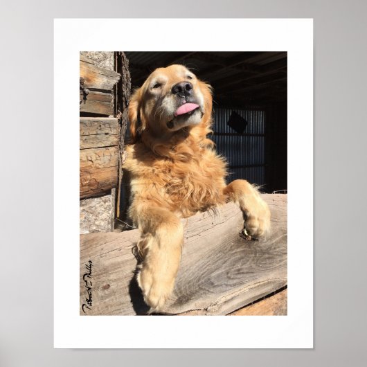Dommige Goud Retriever Foto Poster (Voorkant)