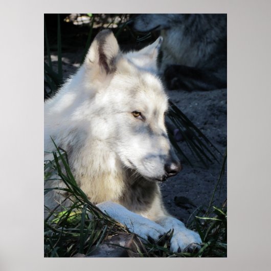 Don Juan Wolf Poster (Voorkant)