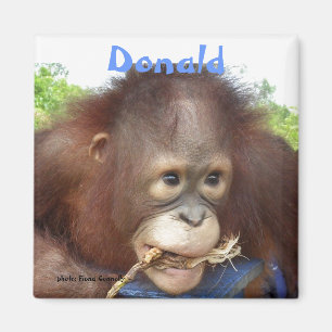 Donald Orangutan Orphan Borneo OFI Magneet