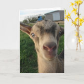 Donder bij één week oud kaart (Gele Bloem)