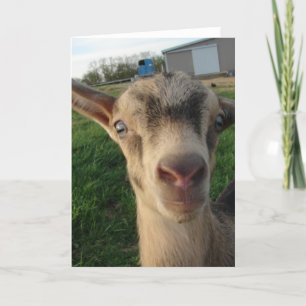 Donder bij één week oud kaart