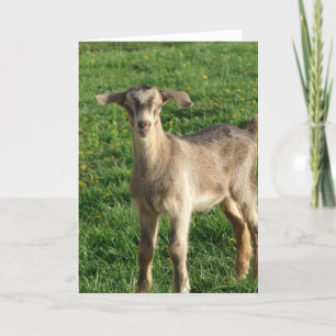 Donder bij één week oud kaart