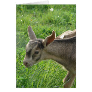 Donder van twee weken oud