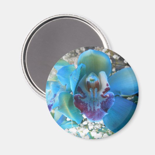 Donella Magneet (Voorkant / Achterkant)