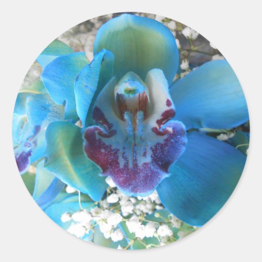 Donella Ronde Sticker (Voorkant)