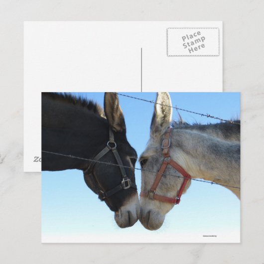 Donk in ongeveer briefkaart (Voorkant / Achterkant)