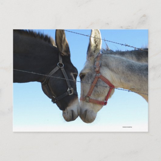 Donk in ongeveer briefkaart (Voorkant)