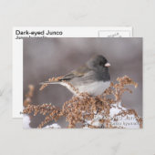 Donker-eyed Junco Briefkaart (Voorkant / Achterkant)