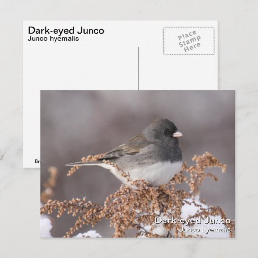 Donker-eyed Junco Briefkaart (Voorkant / Achterkant)