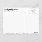 Donker-eyed Junco Briefkaart (Achterkant)