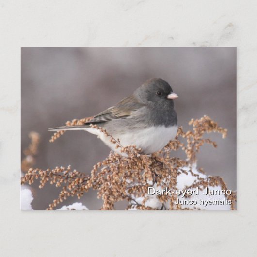 Donker-eyed Junco Briefkaart (Voorkant)