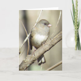 Donker-eyed Wenskaart Junco Kaart