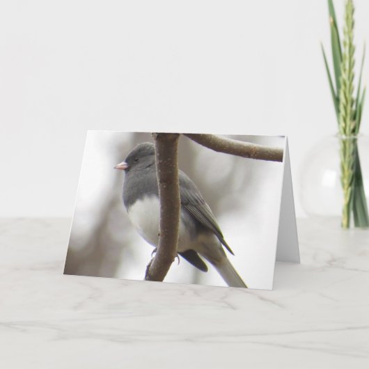 Donker-eyed Wenskaart Junco Kaart (Voorkant)