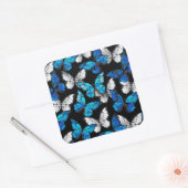 Donker naadloos patroon met blauwe vlinders Morpho Vierkante Sticker (Envelop)
