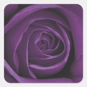 Donker Paarse Roos Design Sticker