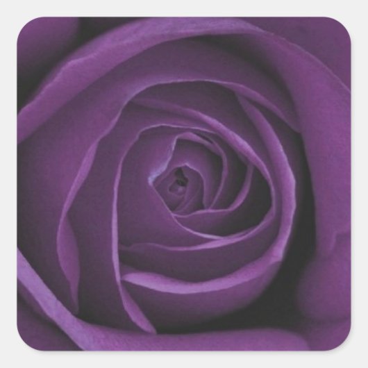 Donker Paarse Roos Design Sticker (Voorkant)