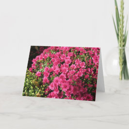 Donker Roze Mums  Kaart