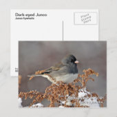 Donkerachtig Junco-Briefkaart Briefkaart (Voorkant / Achterkant)
