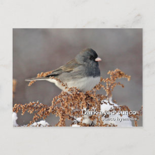 Donkerachtig Junco-Briefkaart Briefkaart