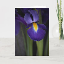 Donkerblauw Iris Bloem Boeket