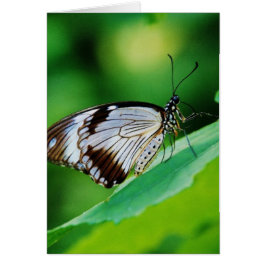 Donkerbruin en grijze vlinder