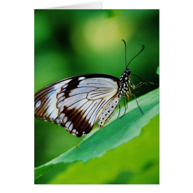 Donkerbruin en grijze vlinder (Voorkant)