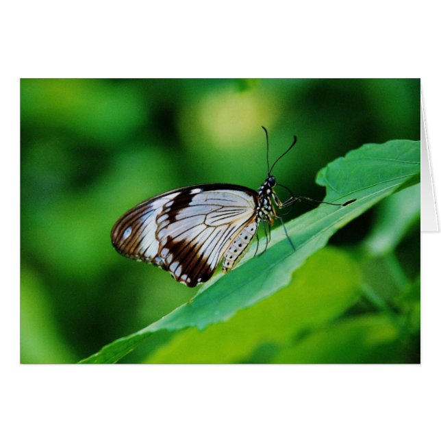 Donkerbruin en grijze vlinder (Voorkant Horizontaal)