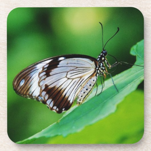 Donkerbruin en grijze vlinder bier onderzetter (Voorkant)