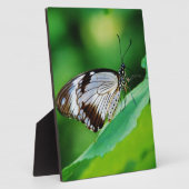 Donkerbruin en grijze vlinder fotoplaat (Zijkant)