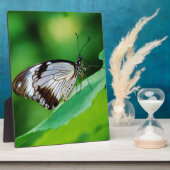 Donkerbruin en grijze vlinder fotoplaat (Zijkant)