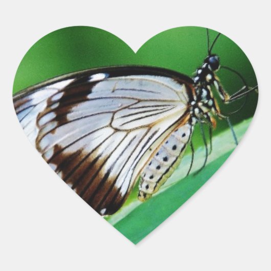 Donkerbruin en grijze vlinder hart sticker (Voorkant)