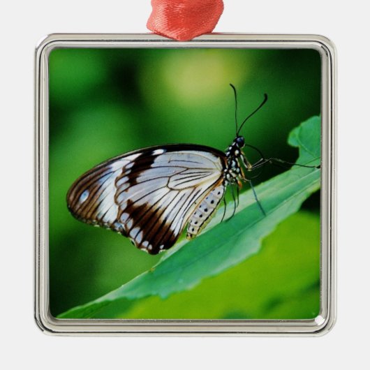 Donkerbruin en grijze vlinder metalen ornament (Voorkant)