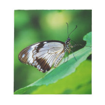 Donkerbruin en grijze vlinder