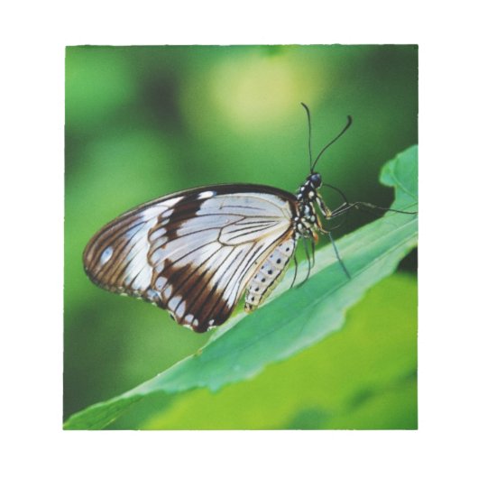 Donkerbruin en grijze vlinder notitieblok (Voorkant)