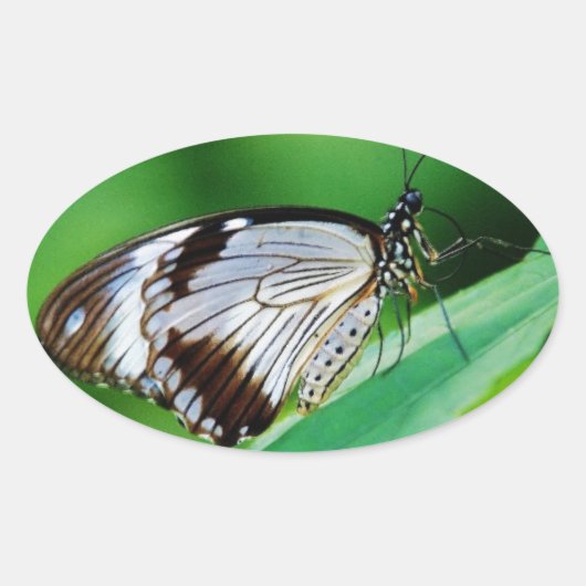 Donkerbruin en grijze vlinder ovale sticker (Voorkant)