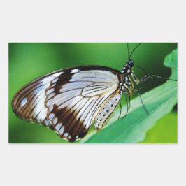 Donkerbruin en grijze vlinder rechthoekige sticker