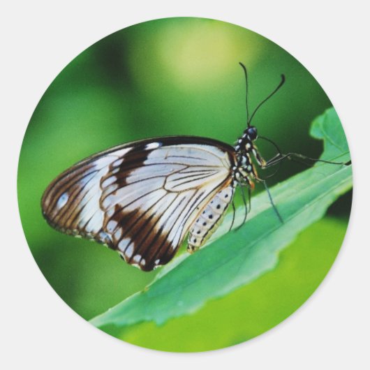 Donkerbruin en grijze vlinder ronde sticker (Voorkant)